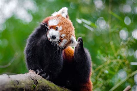 Jun 17, 2019 · The red panda is found in five countries: Nepal, India, Bhutan, Myanmar, and China. [1] Because red panda cubs are very small (just 115 grams) when they are born, their survival rate is as low as 50%. [1] Due to their low-calorie diet, red pandas do little more than eat and sleep. [2] The red panda is considered to be a living fossil. [2] 